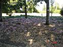 RdS2009_369_600